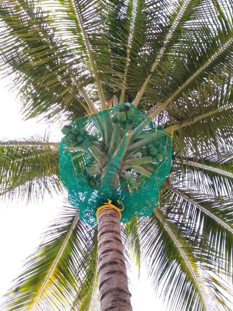 Coconut Tree Safety Nets