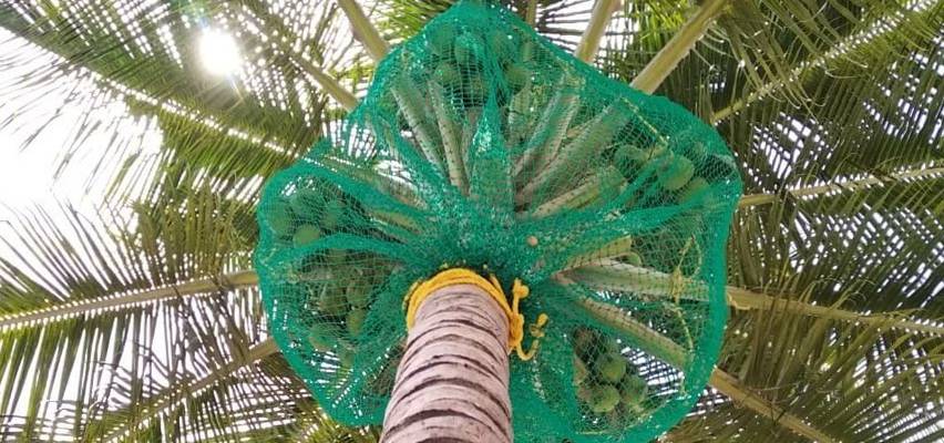 Coconut Tree Safety Nets Installation