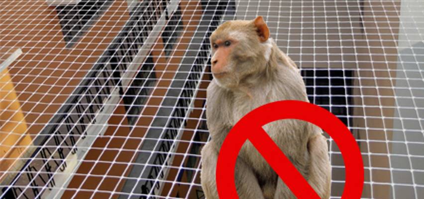 Monkey Safety Nets